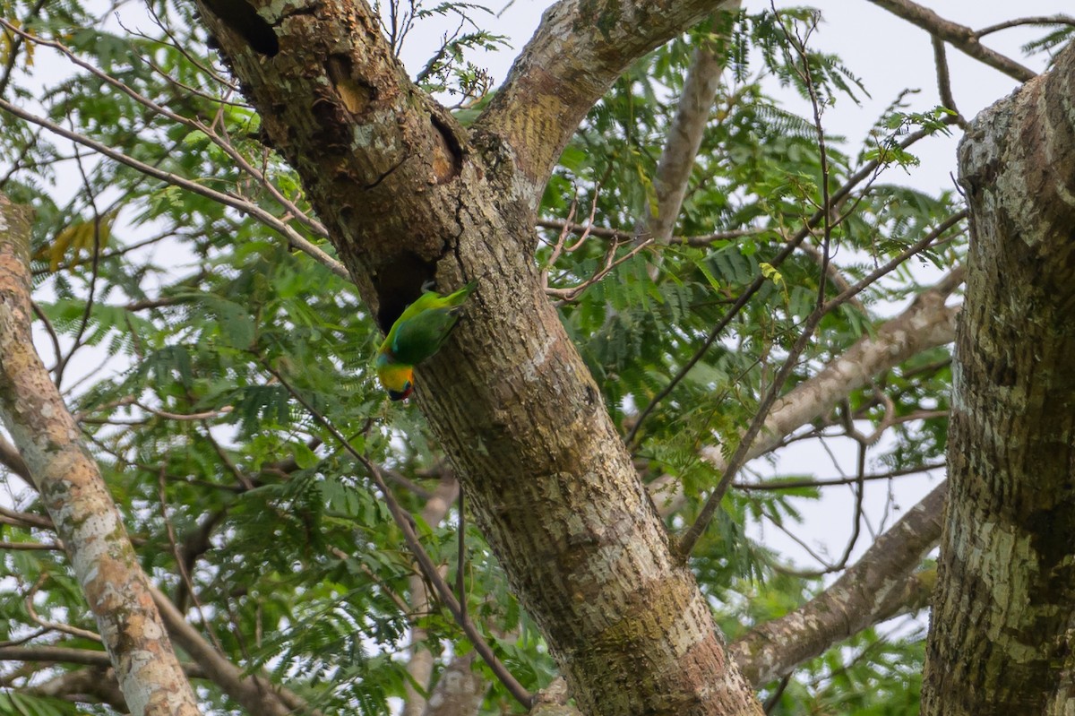 Large Fig-Parrot - ML614925348