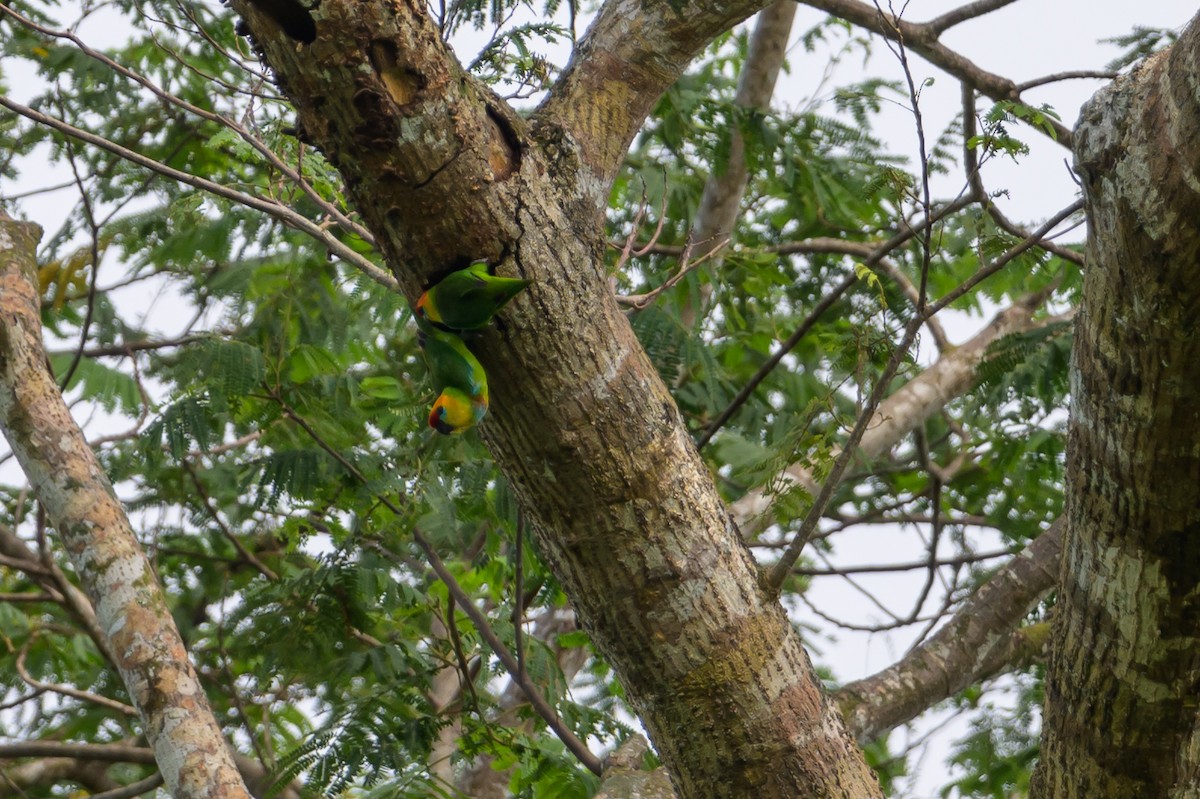 Large Fig-Parrot - ML614925350