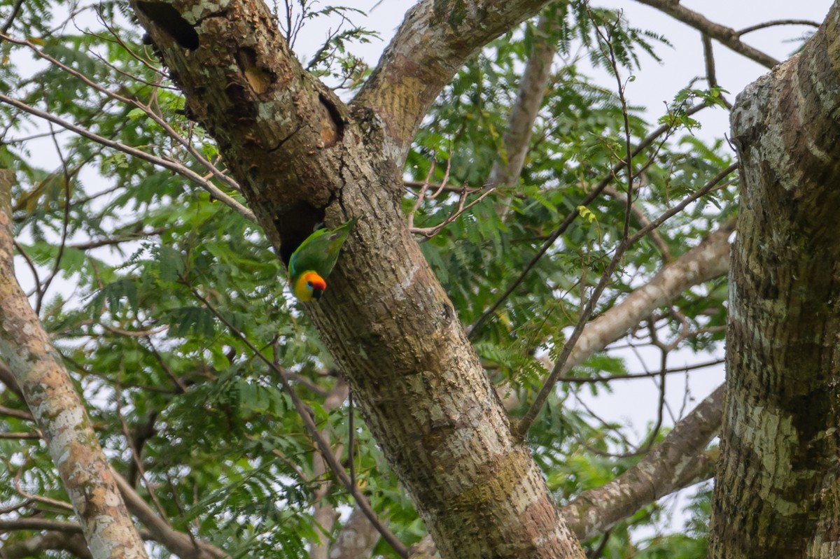 Large Fig-Parrot - ML614925351