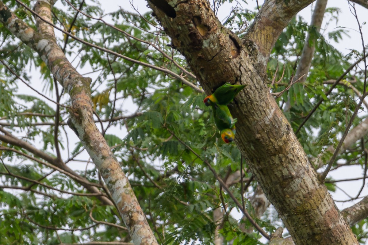 Large Fig-Parrot - ML614925352