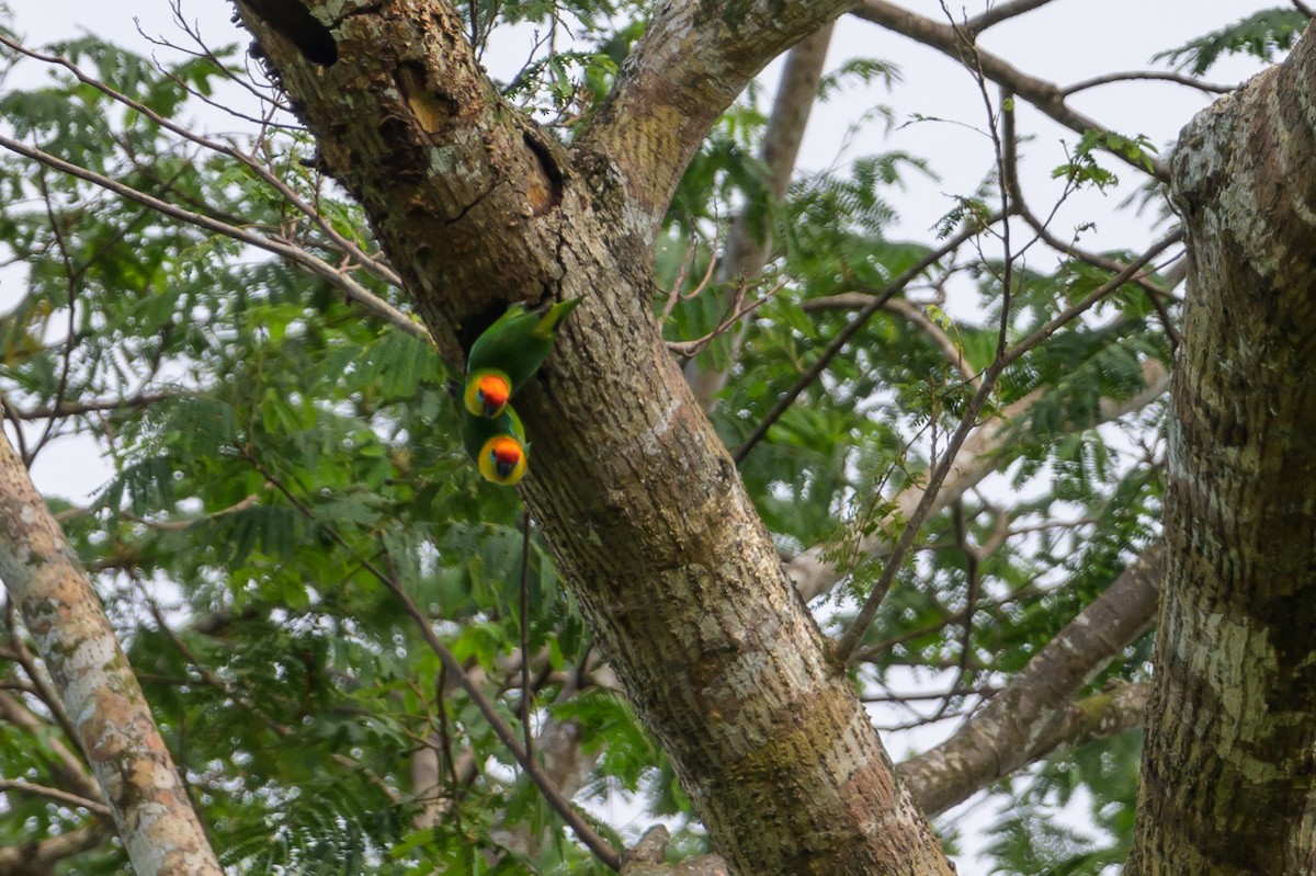 Large Fig-Parrot - ML614925353