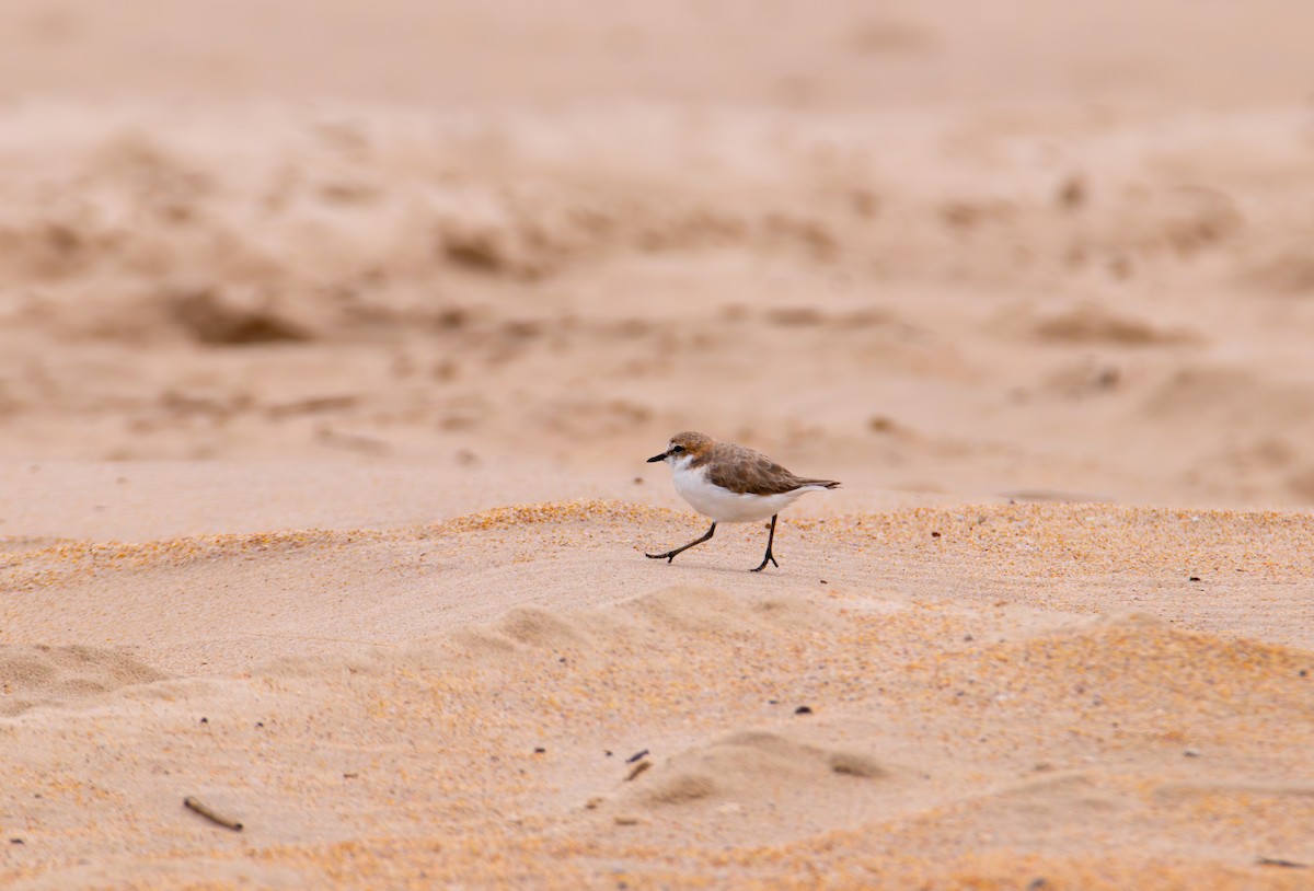 Red-capped Plover - ML614925482