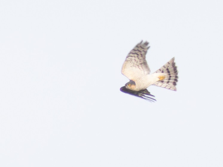 Eurasian Sparrowhawk - ML614925514