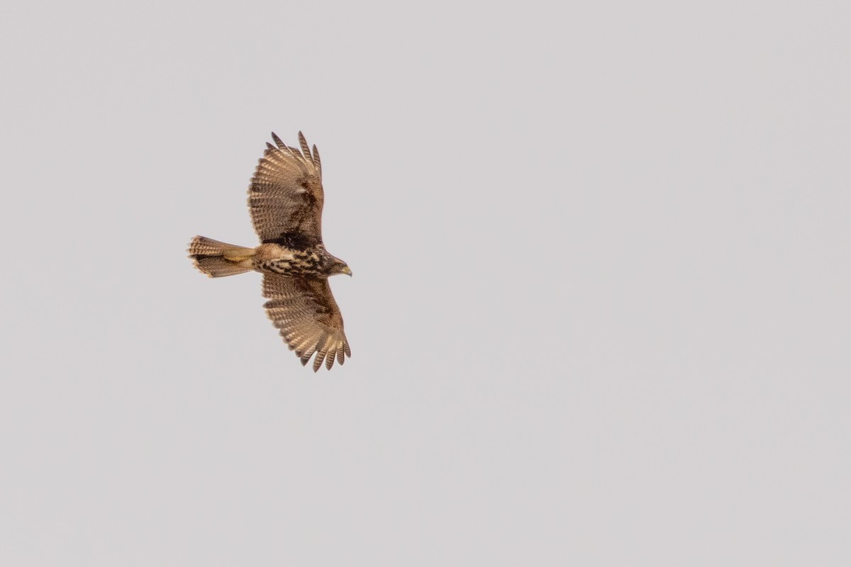 Harris's Hawk (Bay-winged) - ML614925801