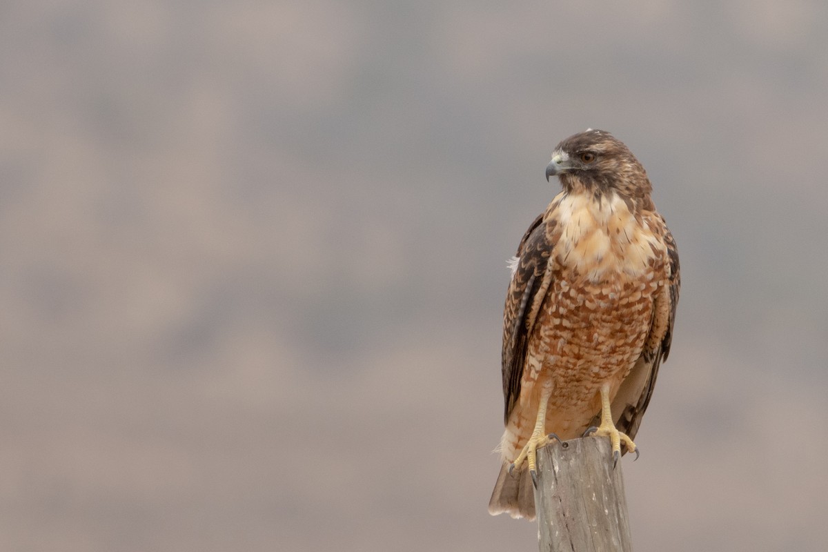 Variable Hawk (Red-backed) - ML614925808