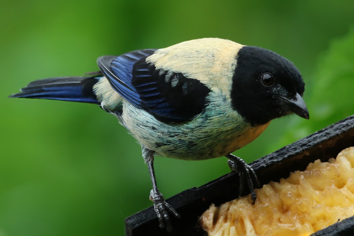Black-headed Tanager - ML614926352
