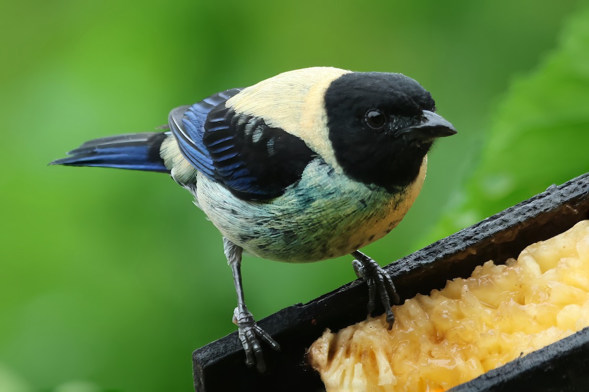 Black-headed Tanager - ML614926353