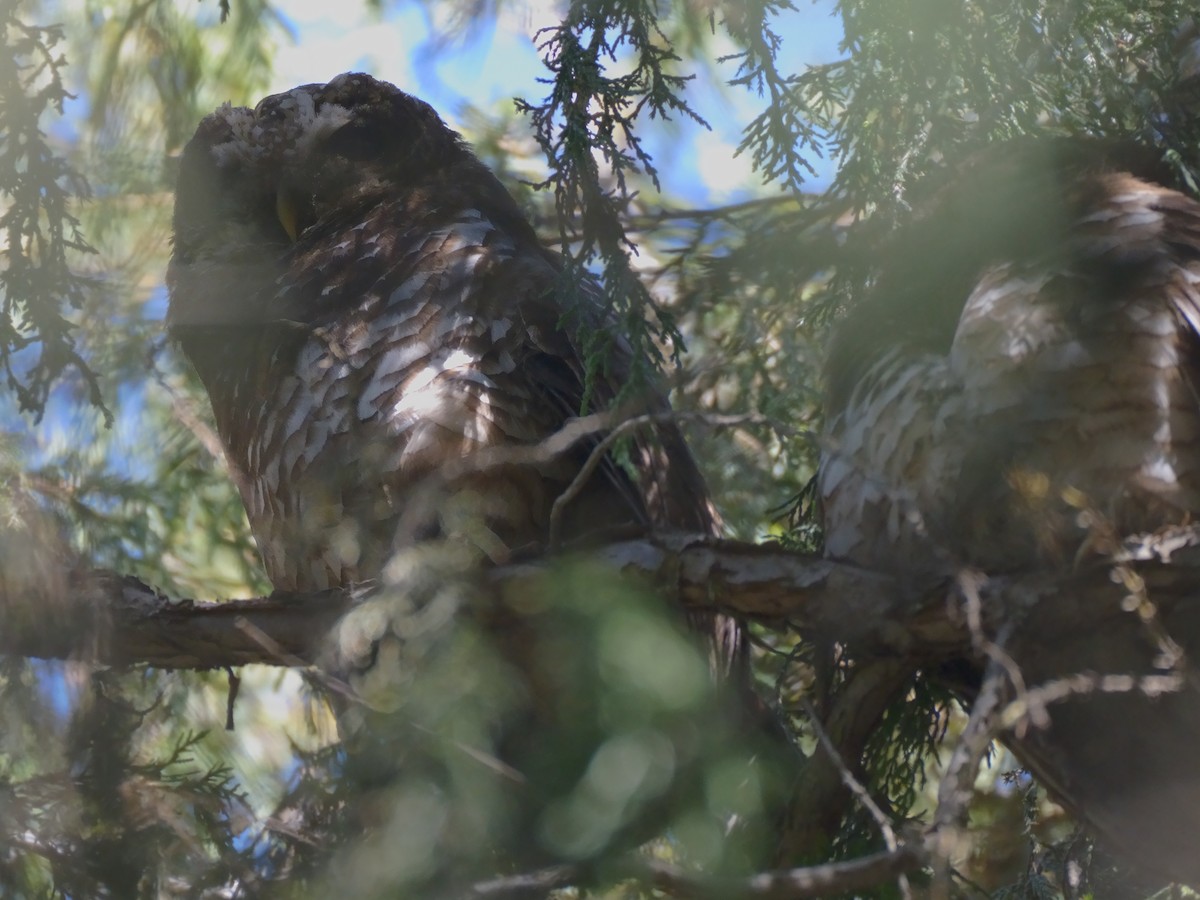 African Wood-Owl - ML614926388