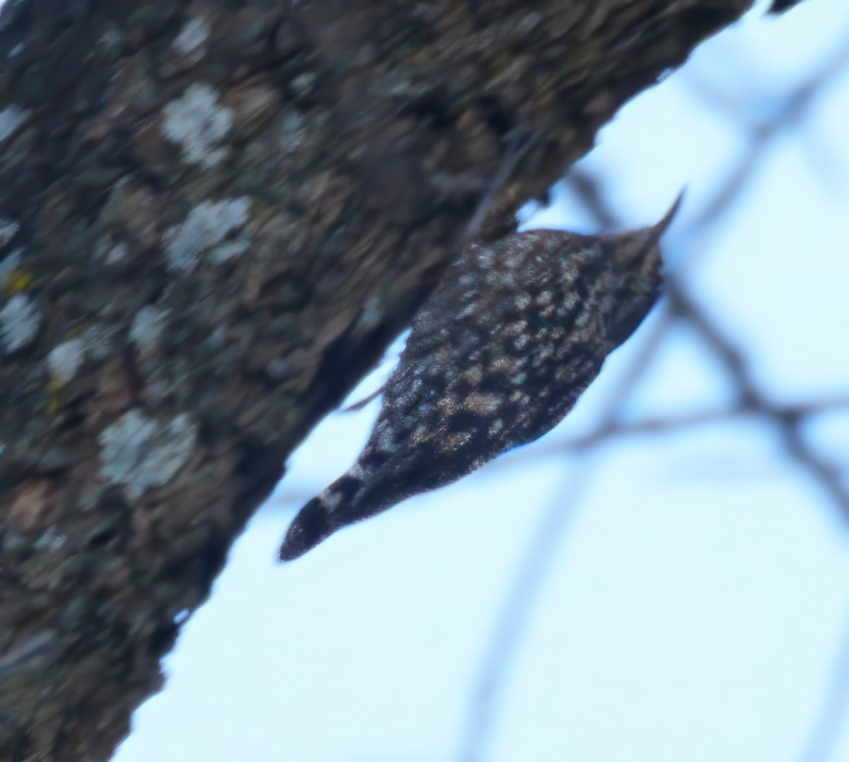 African Spotted Creeper - ML614926513