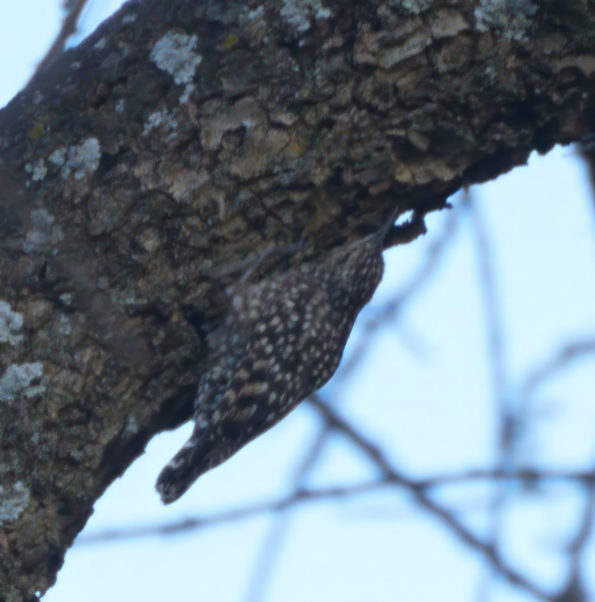 African Spotted Creeper - ML614926515