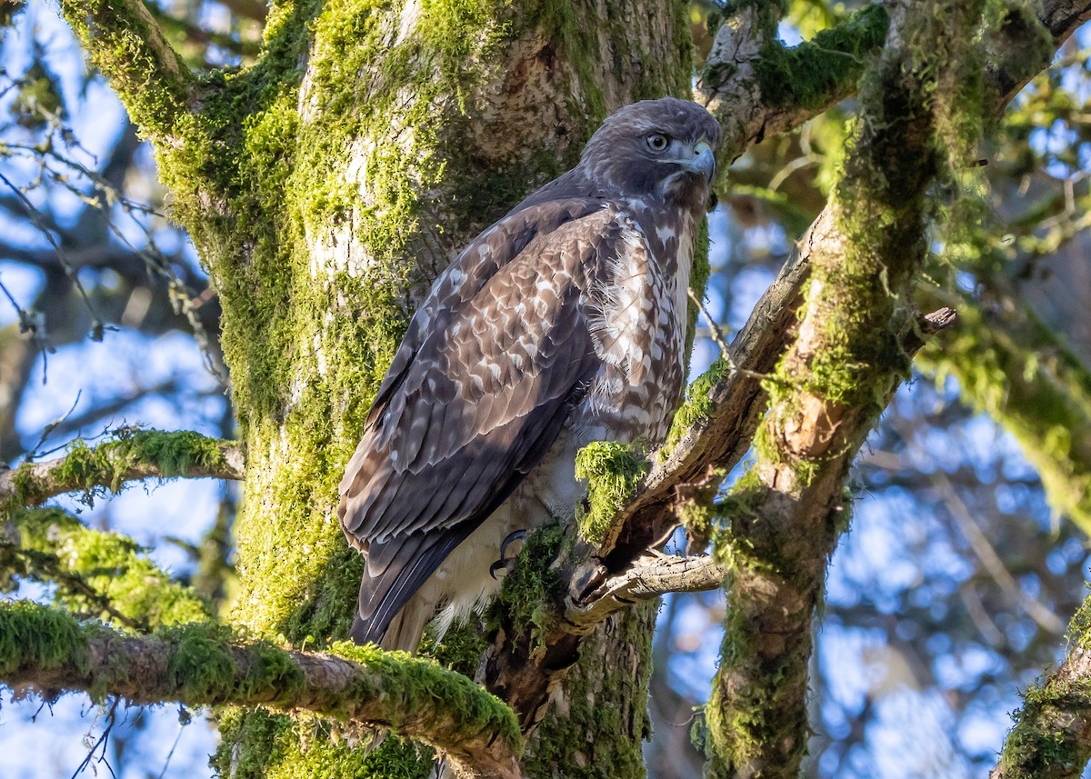 Red-tailed Hawk - ML614926546