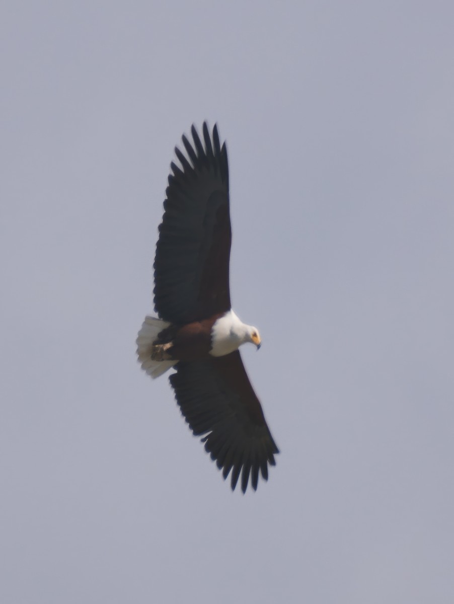 African Fish-Eagle - ML614926567