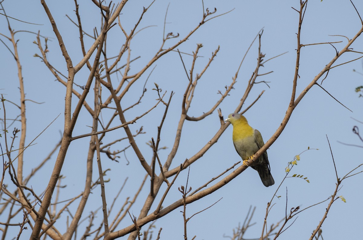 Yellow-footed Green-Pigeon - ML614926713