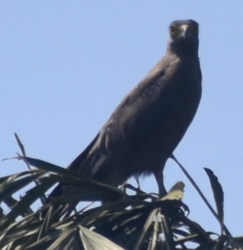 Crested Serpent-Eagle - ML614926736