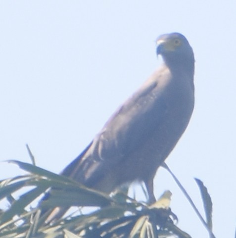 Crested Serpent-Eagle - ML614926737
