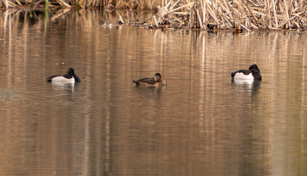 North Carolina Bird Atlas Checklist 16 Feb 2024 Catfish Ponds at