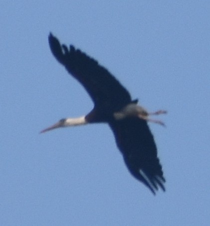 Asian Woolly-necked Stork - ML614926954