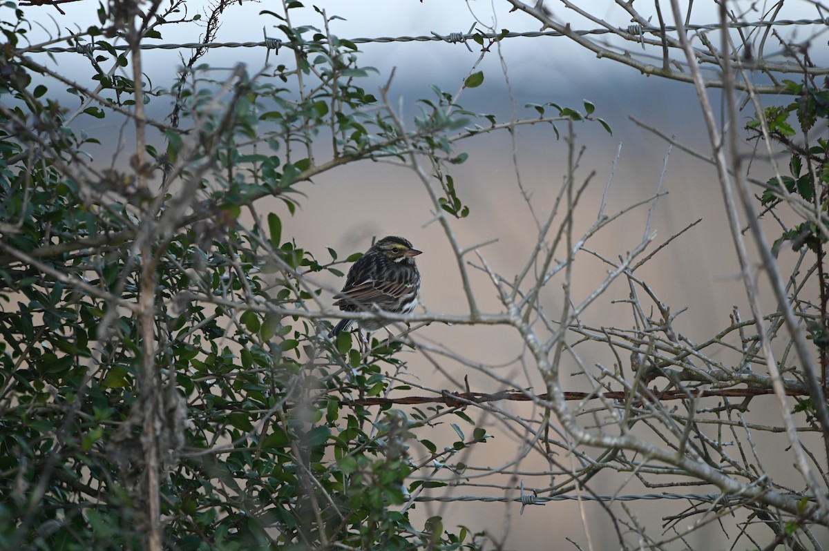 Savannah Sparrow - ML614927180