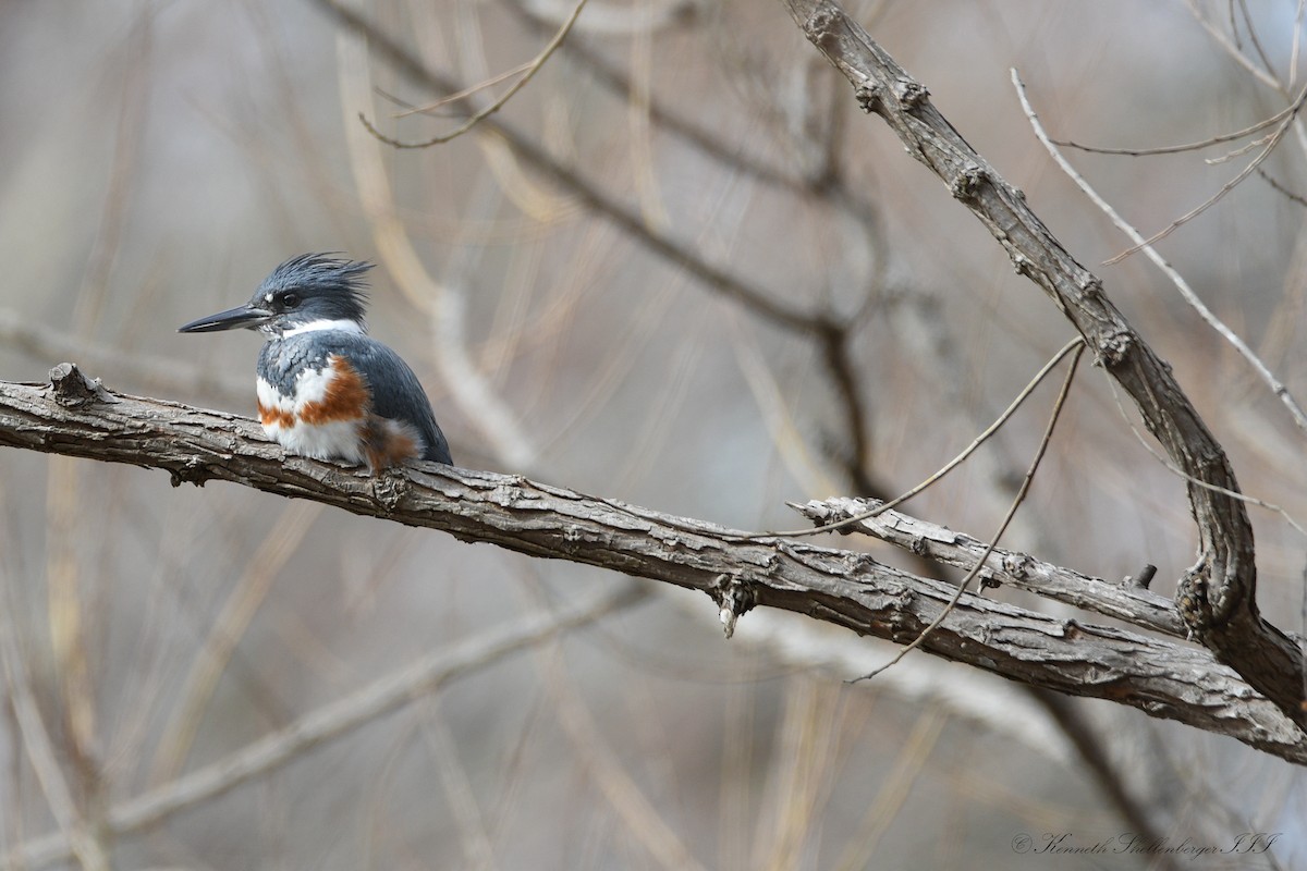 Belted Kingfisher - ML614927360