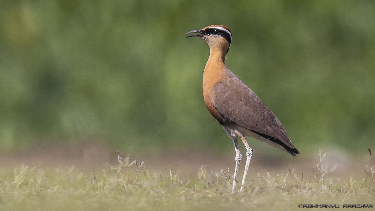 Indian Courser - ML614927453