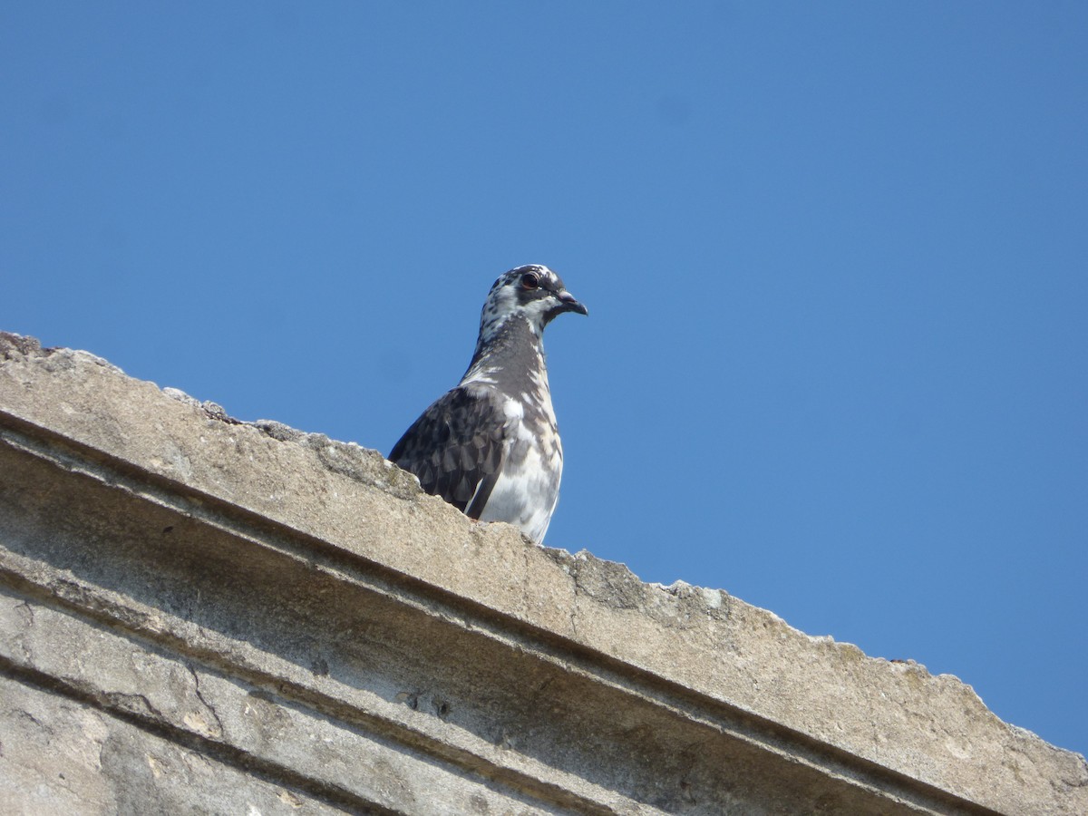 Rock Pigeon (Feral Pigeon) - ML614927596