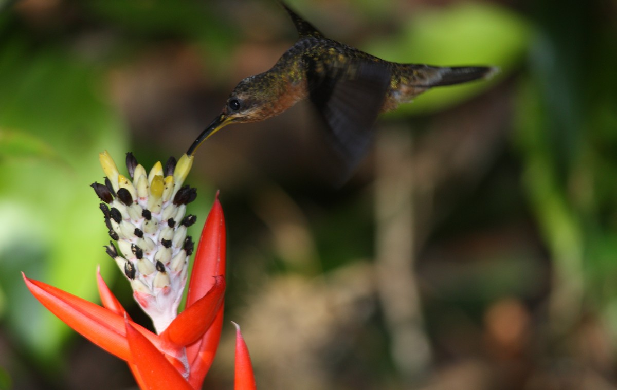 Краснохвостый колибри-отшельник - ML614927614