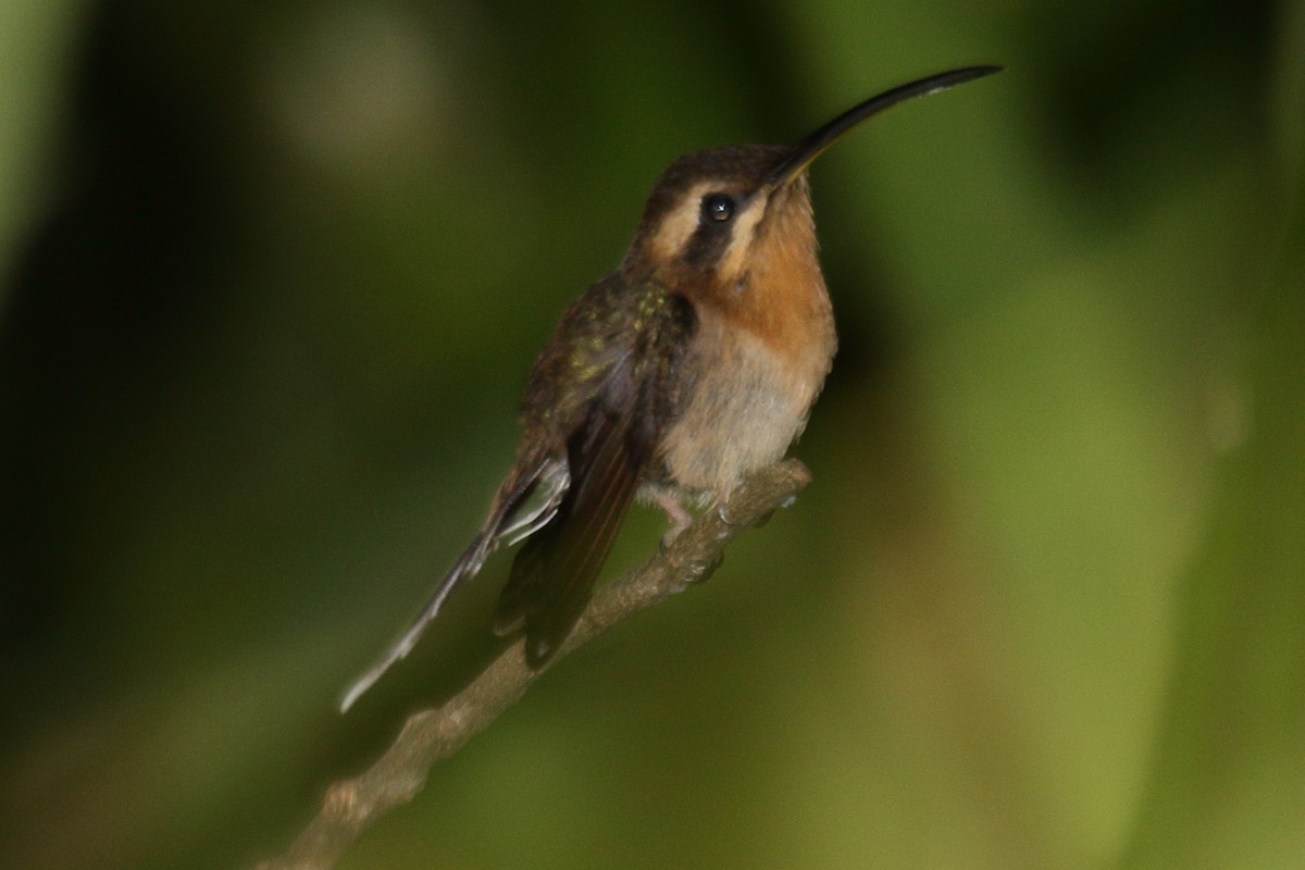 kolibřík hnědohrdlý - ML614927616