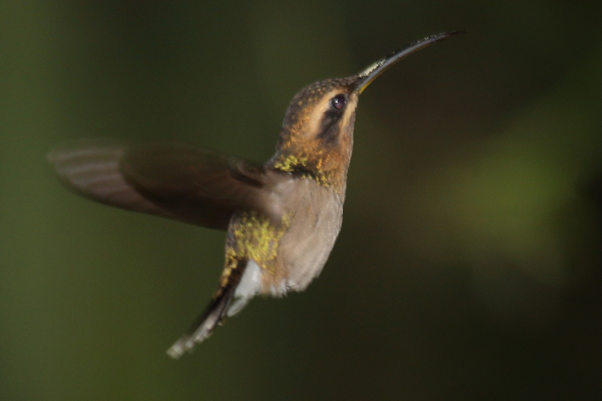 kolibřík hnědohrdlý - ML614927617