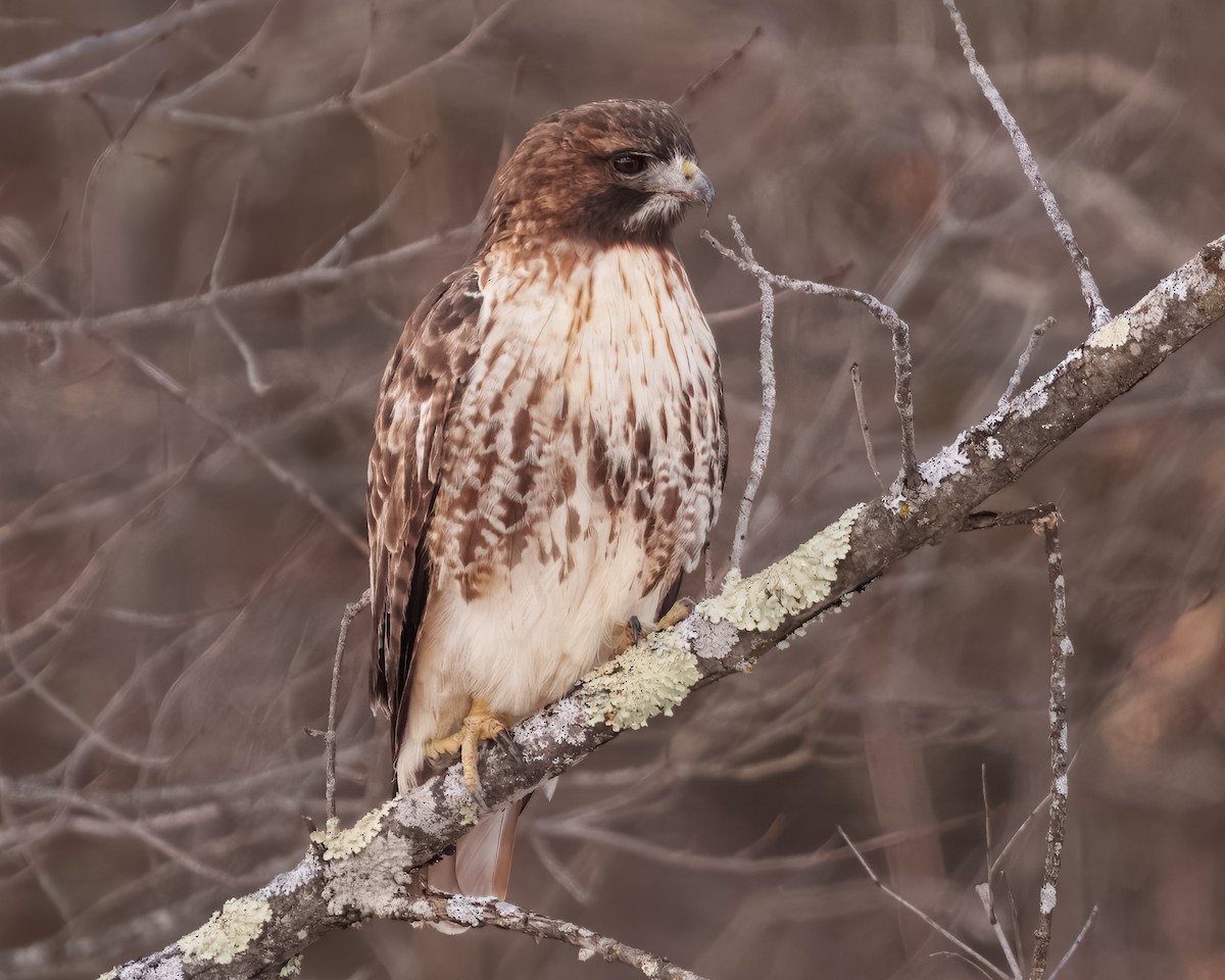Red-tailed Hawk (abieticola) - ML614927671
