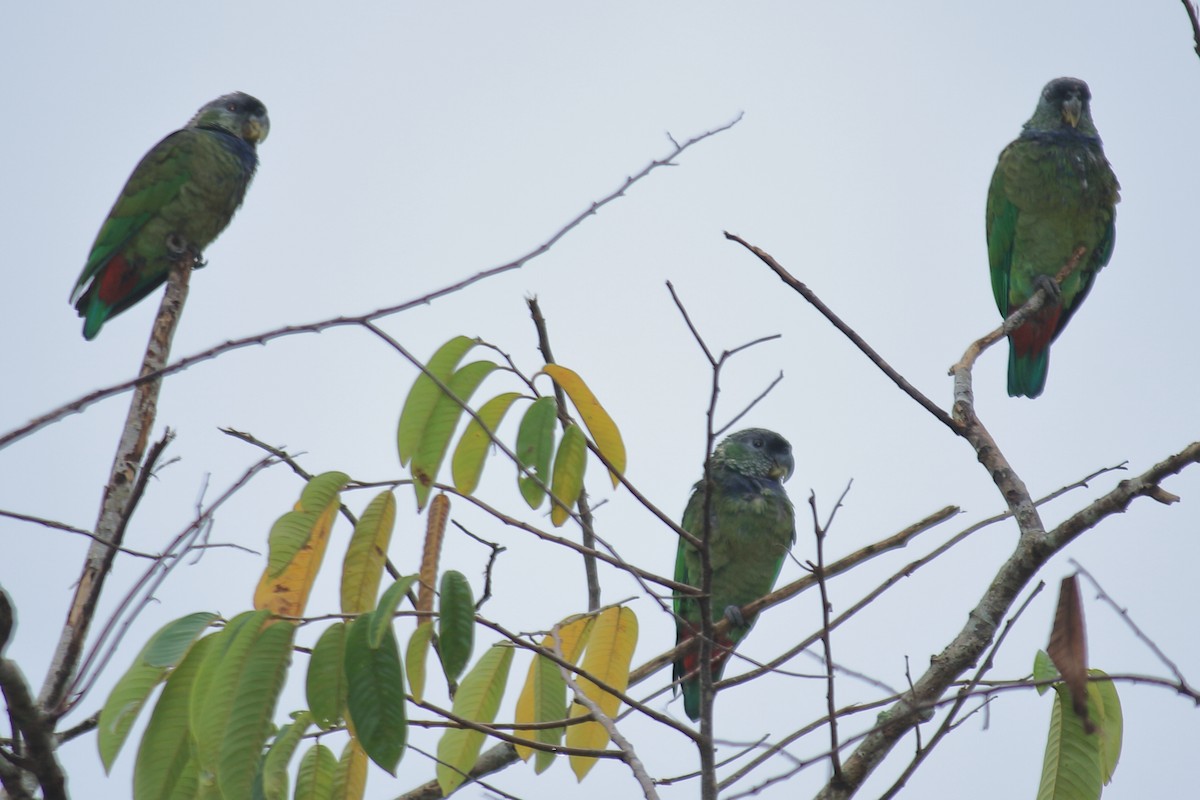 Blue-headed Parrot (Reichenow's) - ML614927673