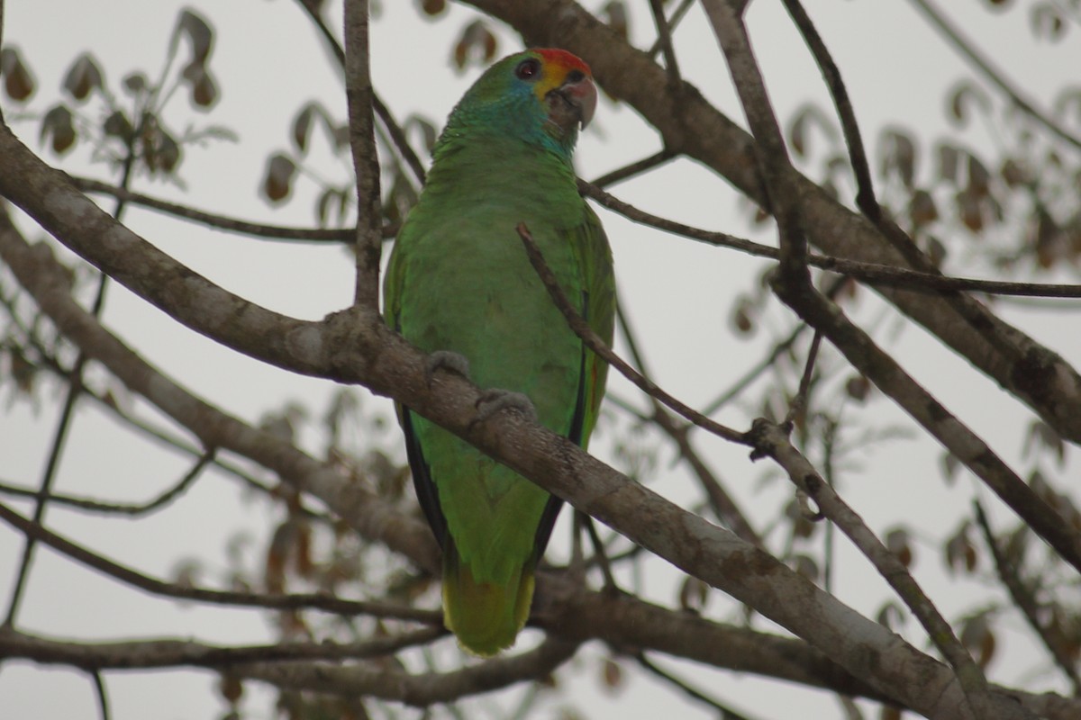 Red-browed Parrot - ML614927682