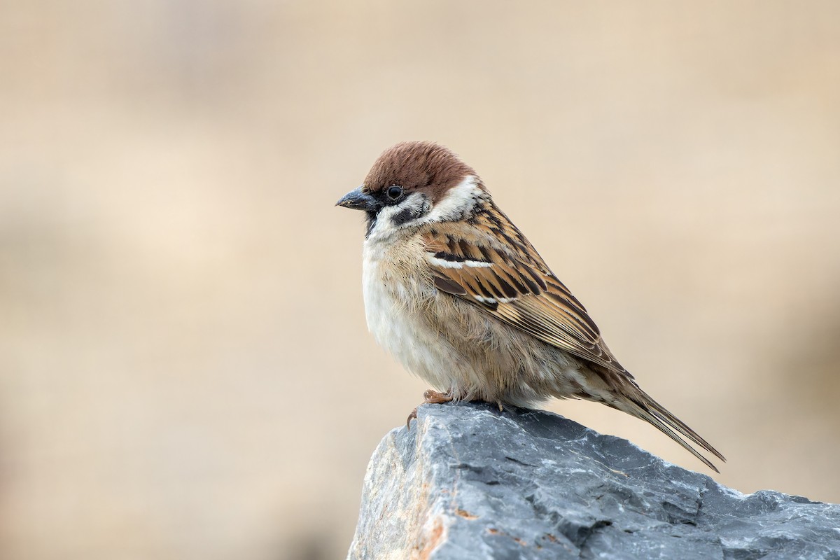 Eurasian Tree Sparrow - ML614927720