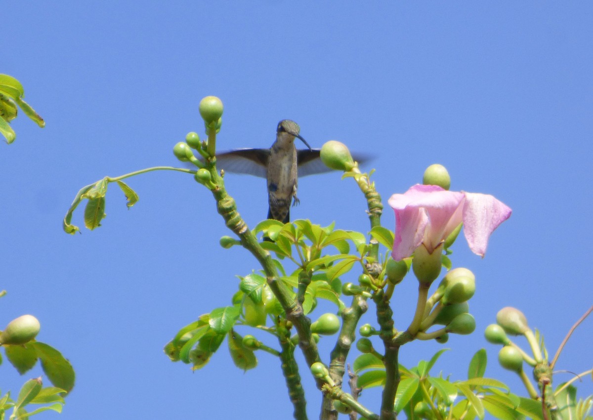 kolibřík cerradový - ML614927940
