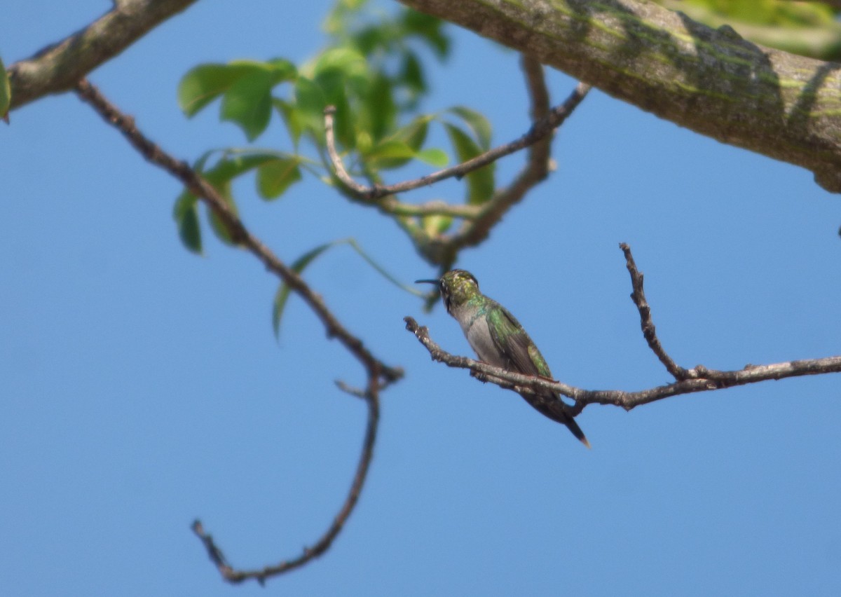 kolibřík cerradový - ML614927982