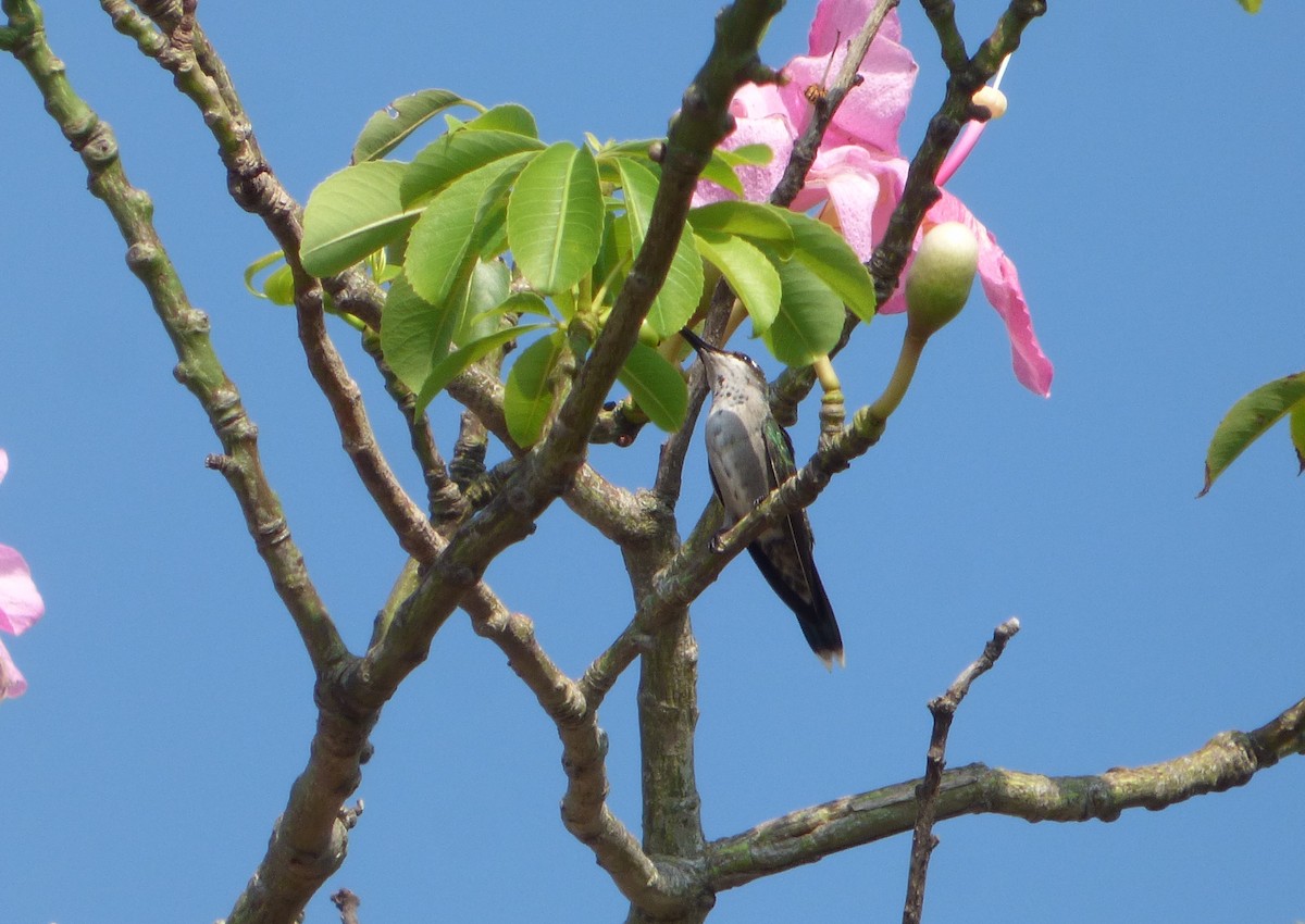 kolibřík cerradový - ML614928002