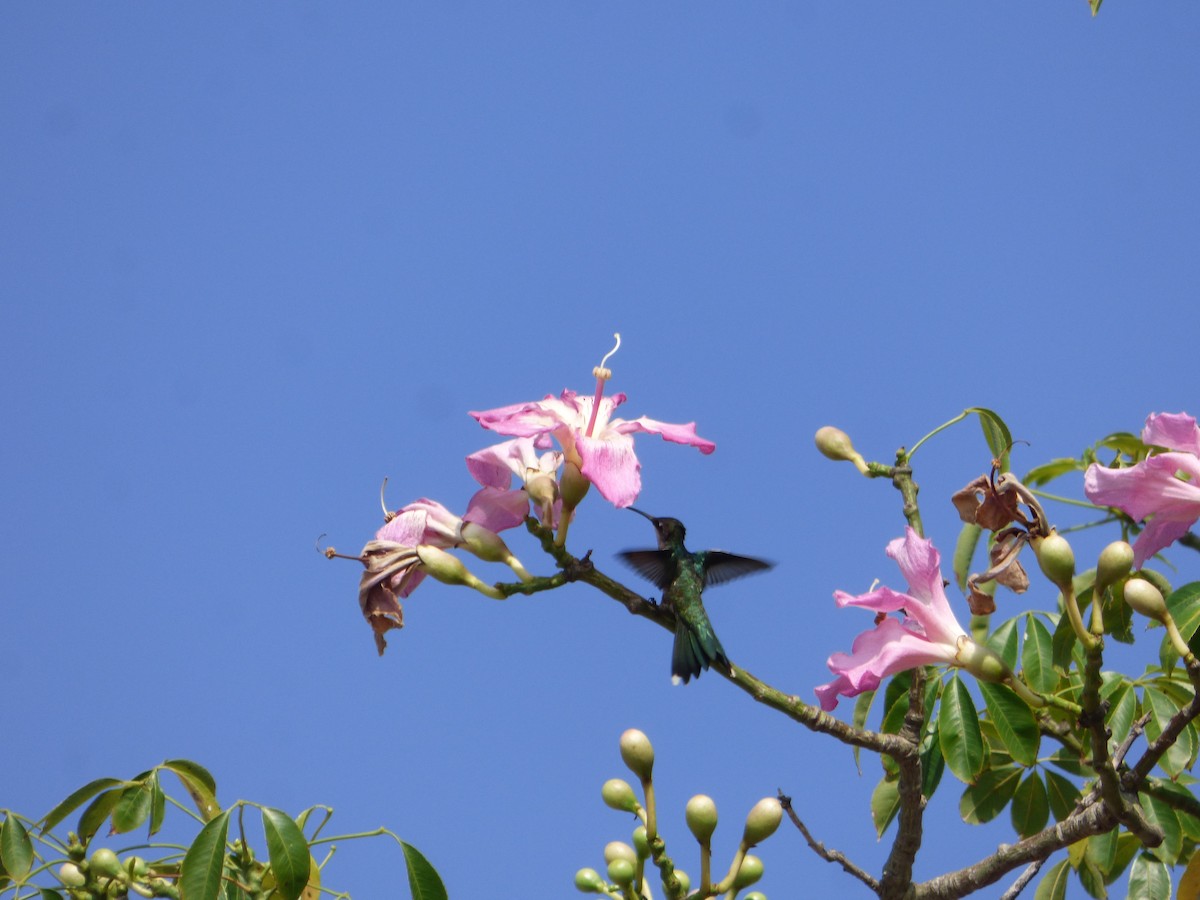 kolibřík cerradový - ML614928016