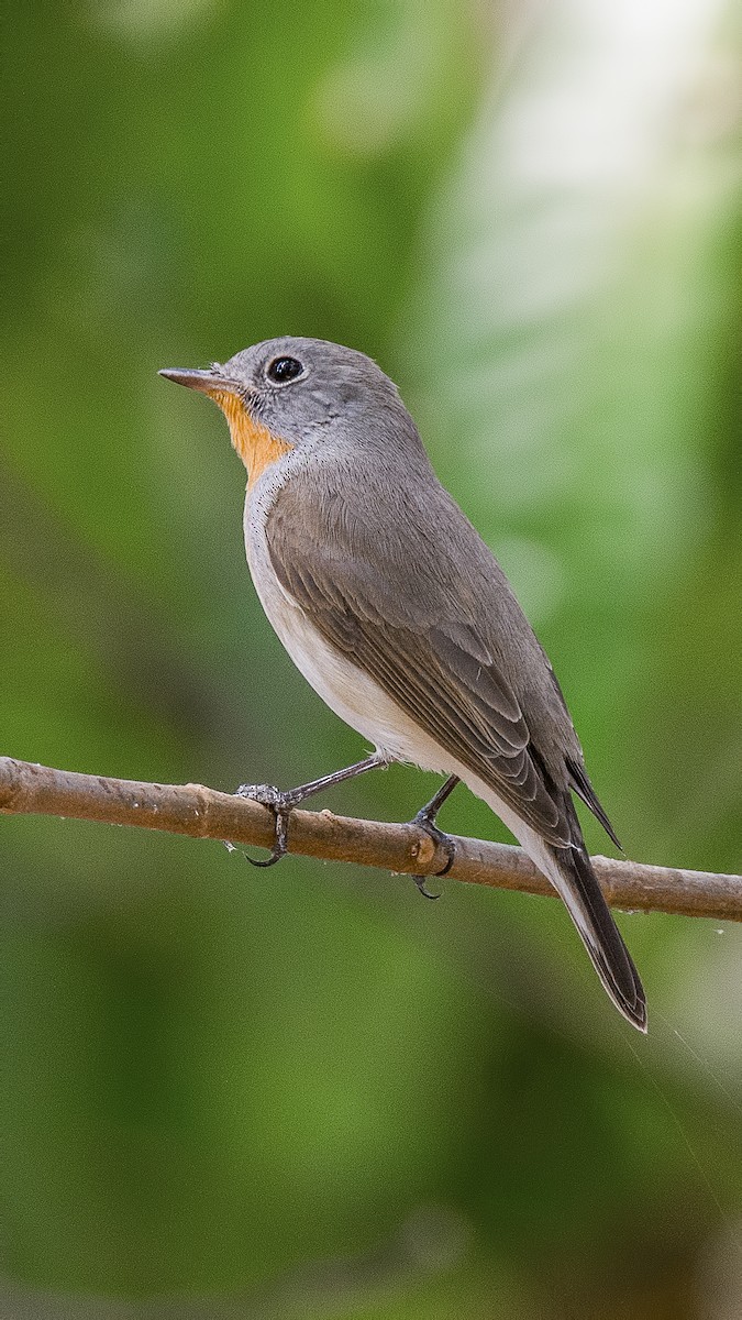 Red-breasted Flycatcher - ML614928182