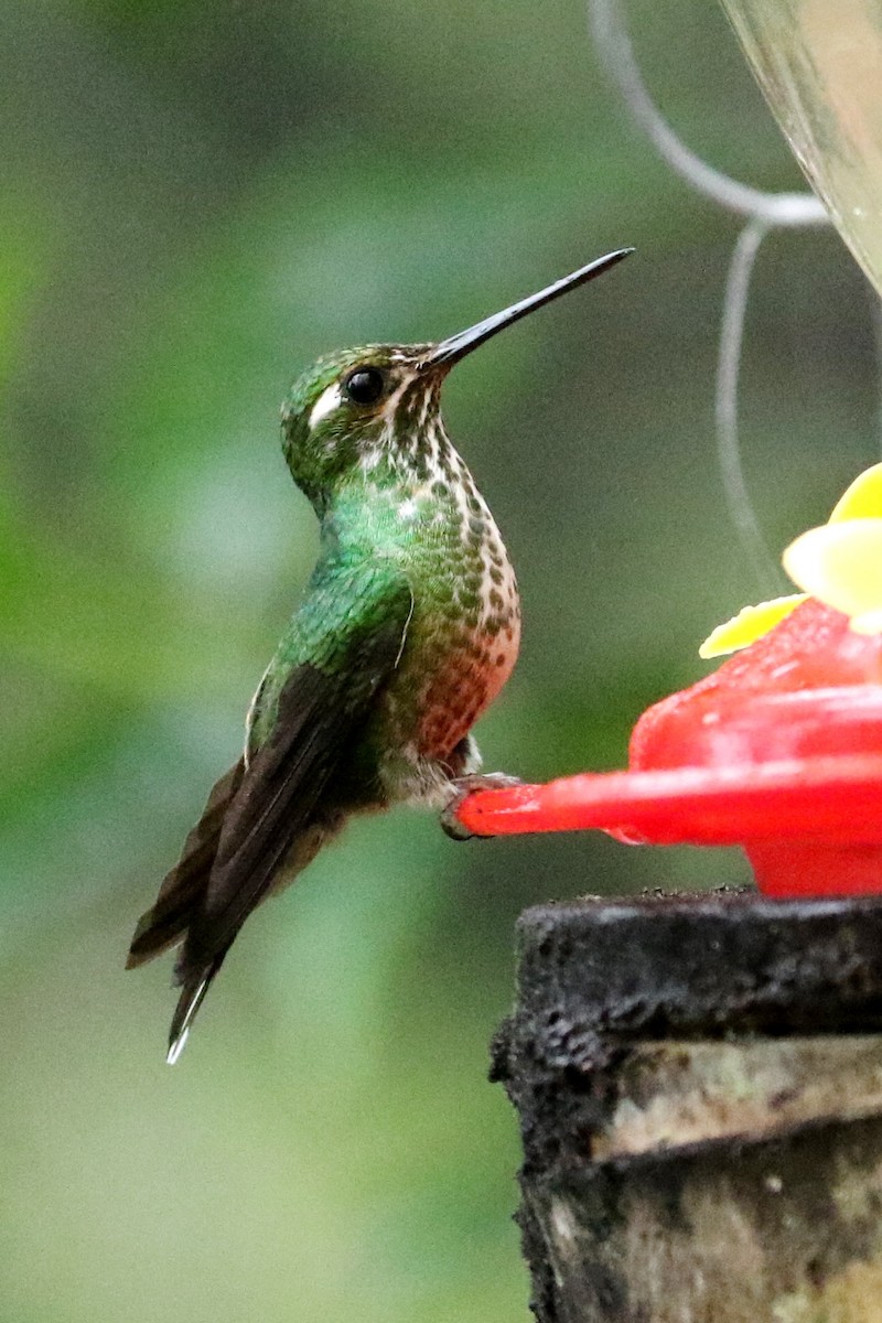 kolibřík skvrnoocasý - ML614928208