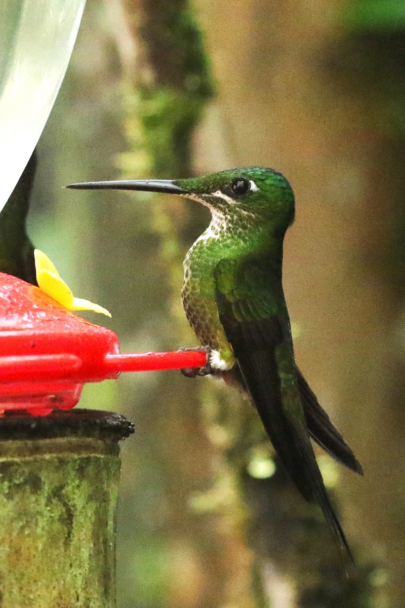 kolibřík subtropický - ML614928228