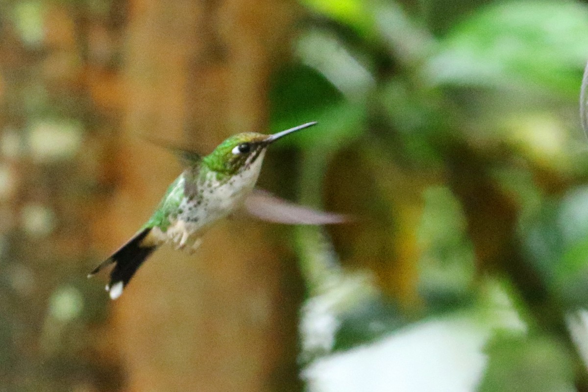 White-booted Racket-tail - Maurice Raymond