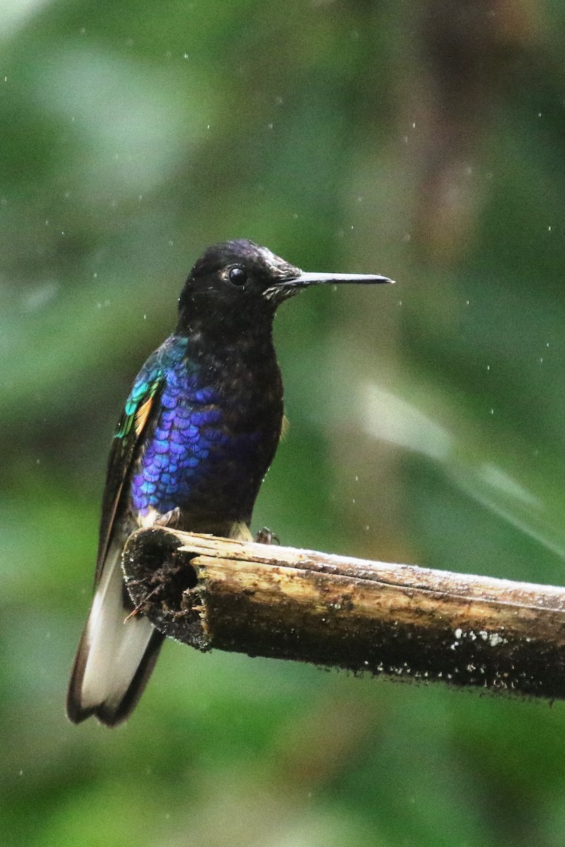 kolibřík hyacintový - ML614928247