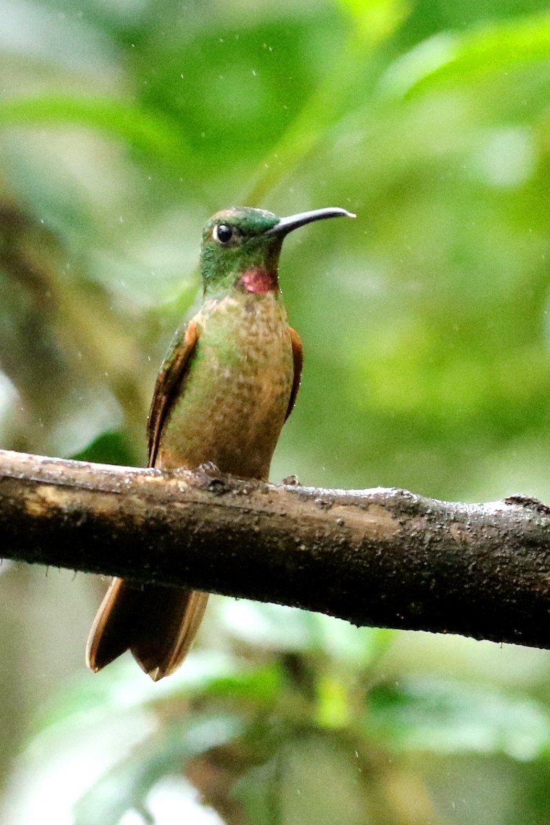 kolibřík hnědobřichý - ML614928269