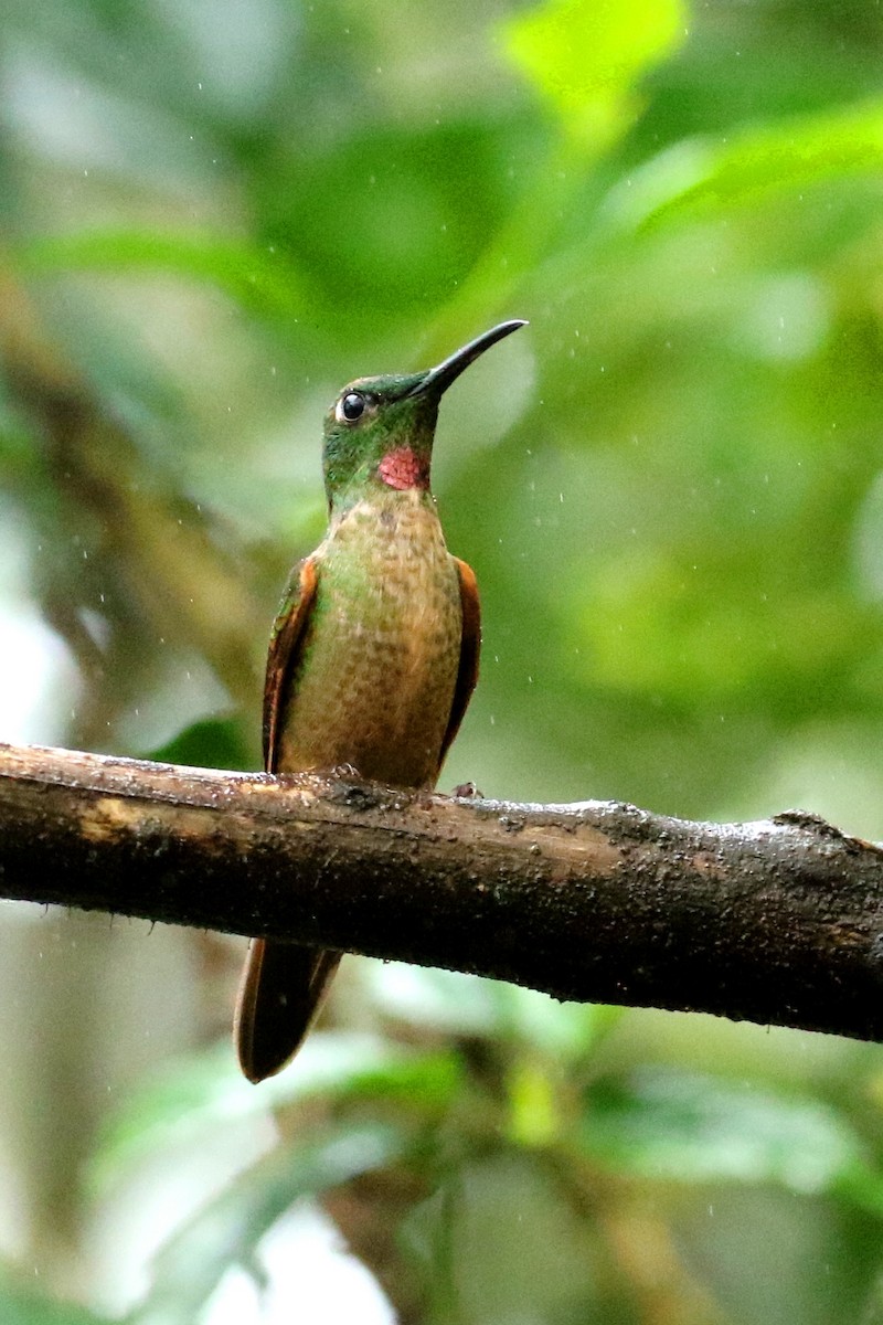 Fawn-breasted Brilliant - Maurice Raymond