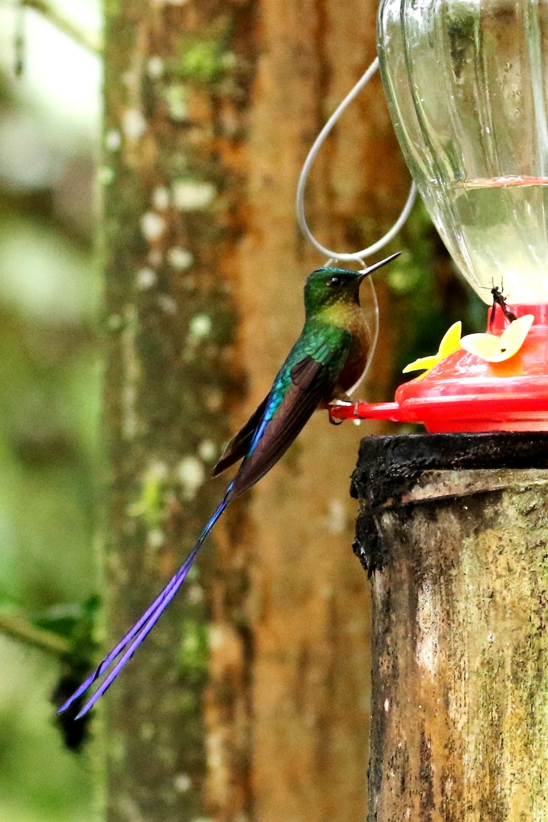 Violet-tailed Sylph - ML614928296