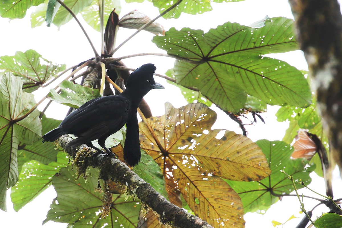 Эквадорская зонтичная птица - ML614928344
