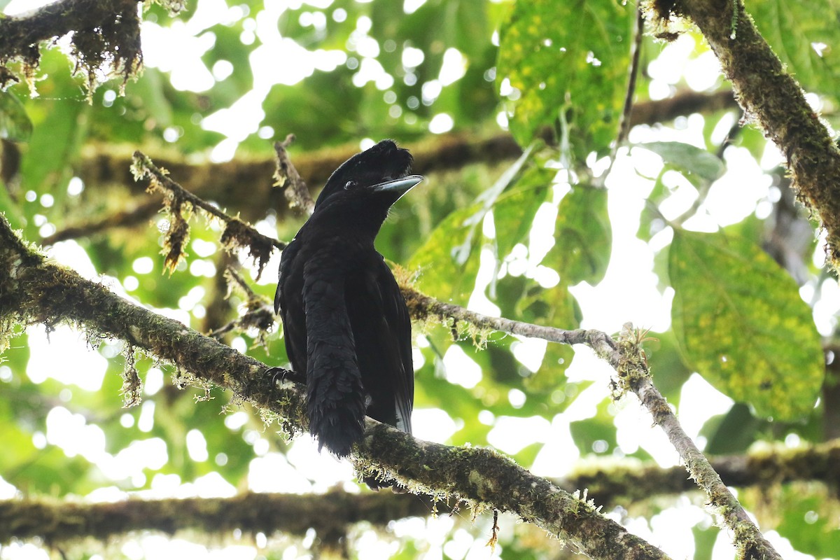 Эквадорская зонтичная птица - ML614928345