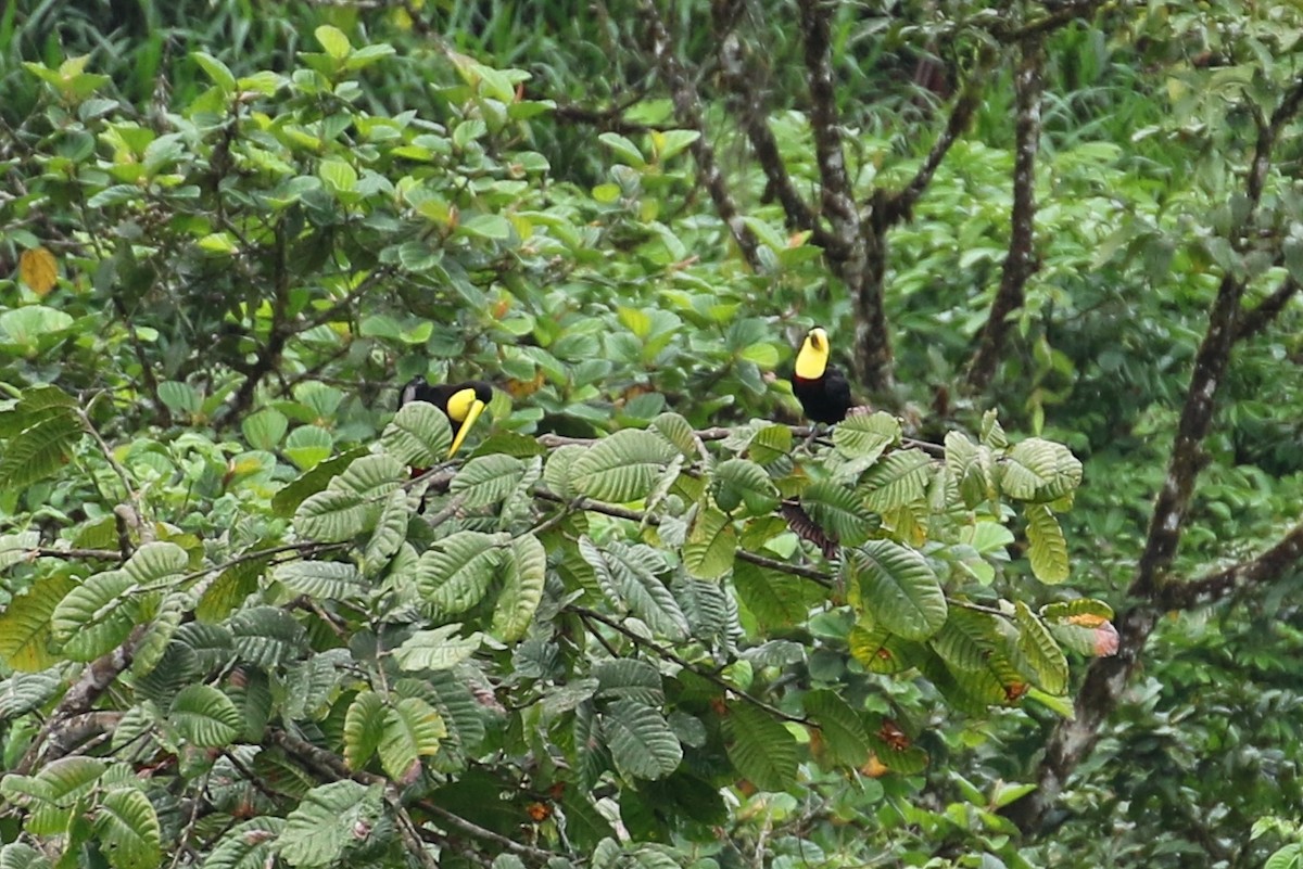 Yellow-throated Toucan - Maurice Raymond