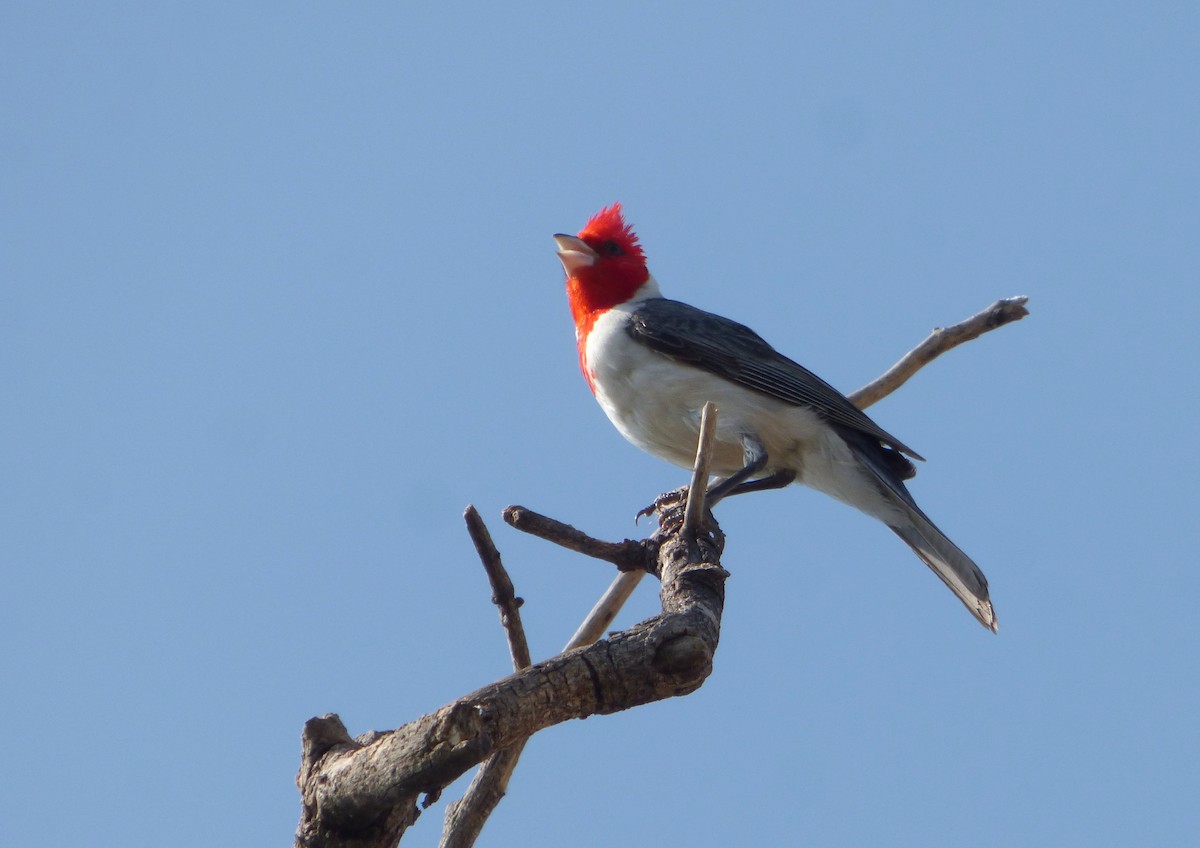 Red-crested Cardinal - ML614928374