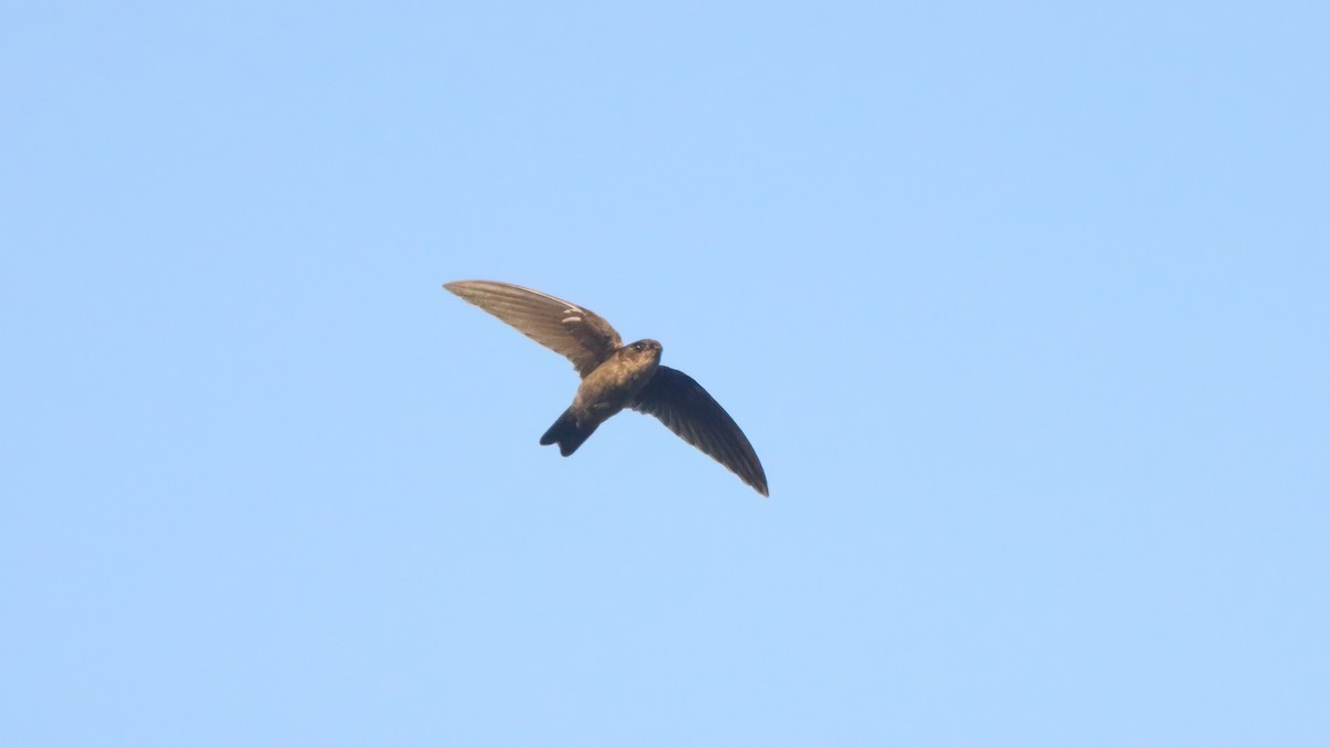 Indian Swiftlet - ML614928397