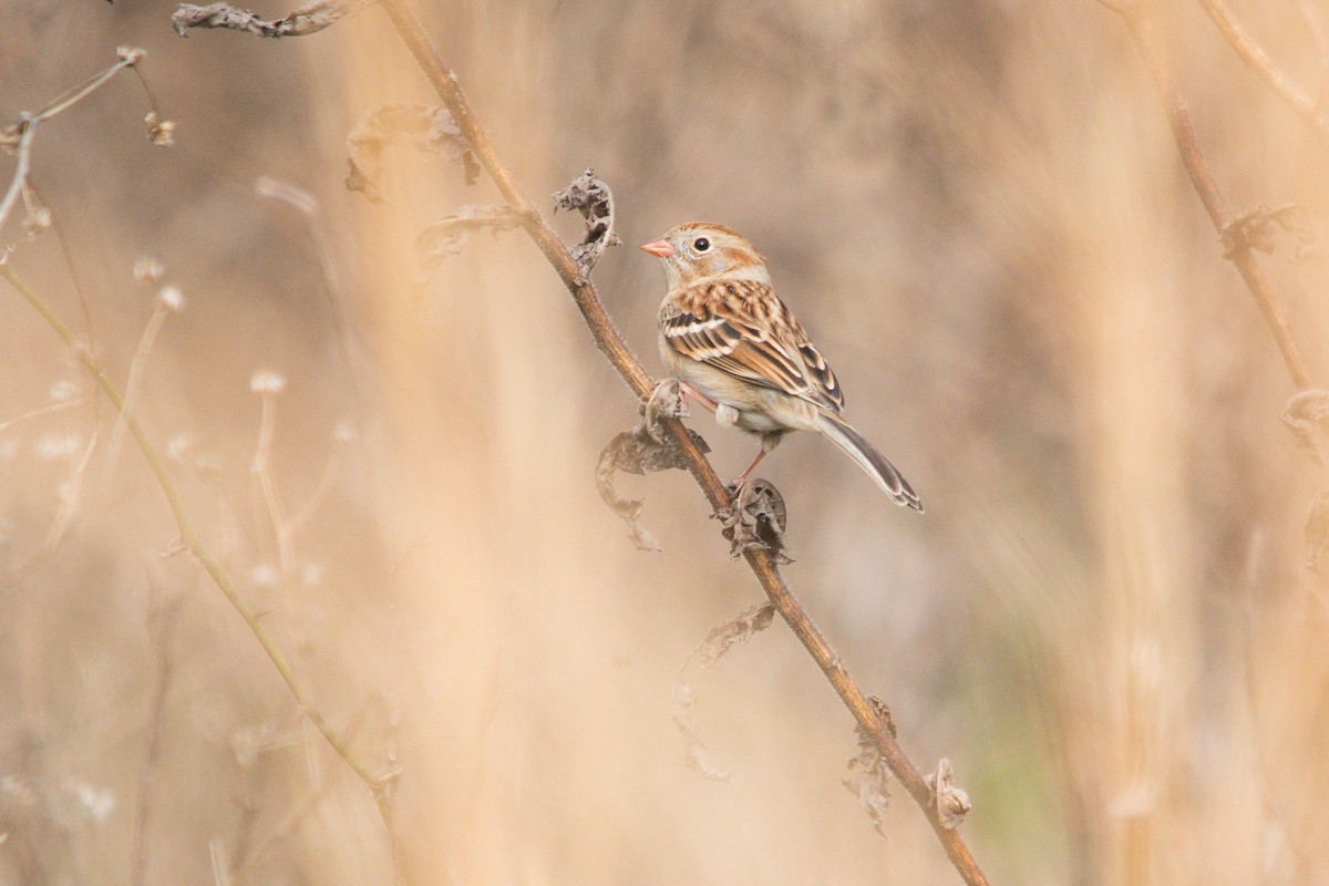 Field Sparrow - Ronan Pangie